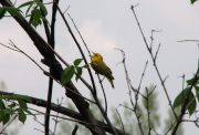 yellow_warbler_3