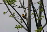 yellow_warbler_2