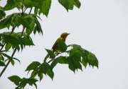 yellow_warbler_1