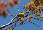 yellow_warbler_052007