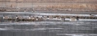 canada_geese_1