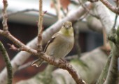 goldfinch1_012007