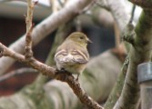 goldfinch2_012007