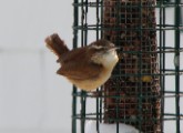 carolina_wren_022007