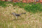 northern_mockingbird1_032007