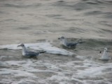 bonapartes_gull3_032007