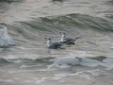 bonapartes_gull2_032007