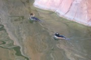 hooded_merganser_2