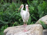 white_ibis_1