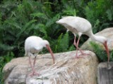 white_ibis_2