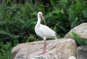 white_ibis_3