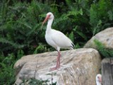 white_ibis_4