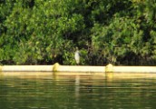 yc_night_heron