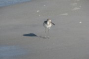 willet_2