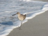 willet_4