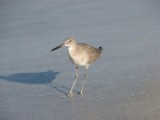 willet_5