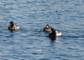 scaup