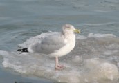 herr_gull