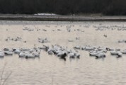 snowgeese1