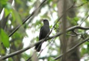 catbird