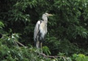 greyheron_2