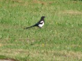 magpie_1