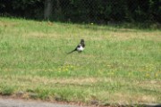 magpie_2