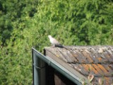 collared_dove_1