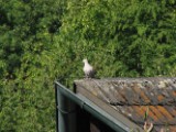 collared_dove_2