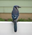 bluejay