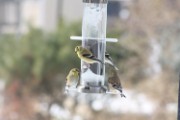 goldfinch_1