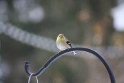 goldfinch_3