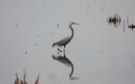 gb_heron