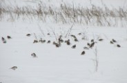 snow_buntings1