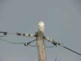 snowy_owl_3