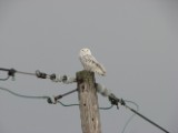 snowy_owl_2