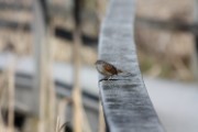 swamp_sparrow