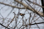 redstart_2