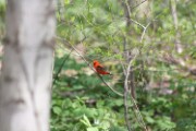 tanager_4