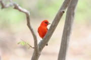 tanager_3