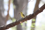 tanager_2