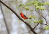 tanager_1