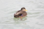 abduck_1