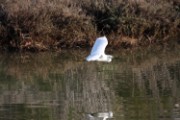 snowy_egret_1