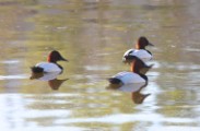 canvasback_1