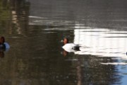 canvasback_2