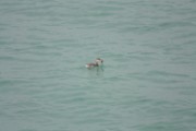 eared_grebe