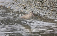 mb_godwit_1