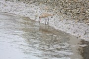 mb_godwit_2