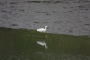 snowy_egret